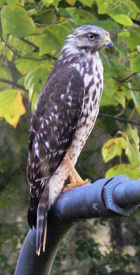 Coopers Hawk in Profile Photograph by Karen Stansberry