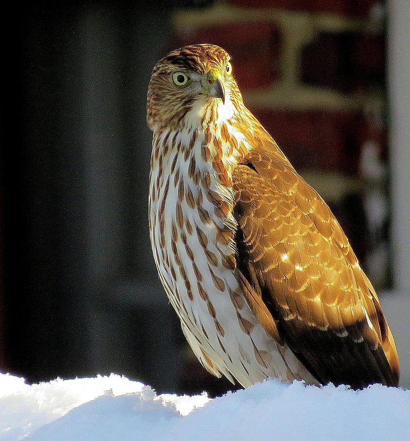 Coopers Hawk in the Snow Photograph by Linda Stern