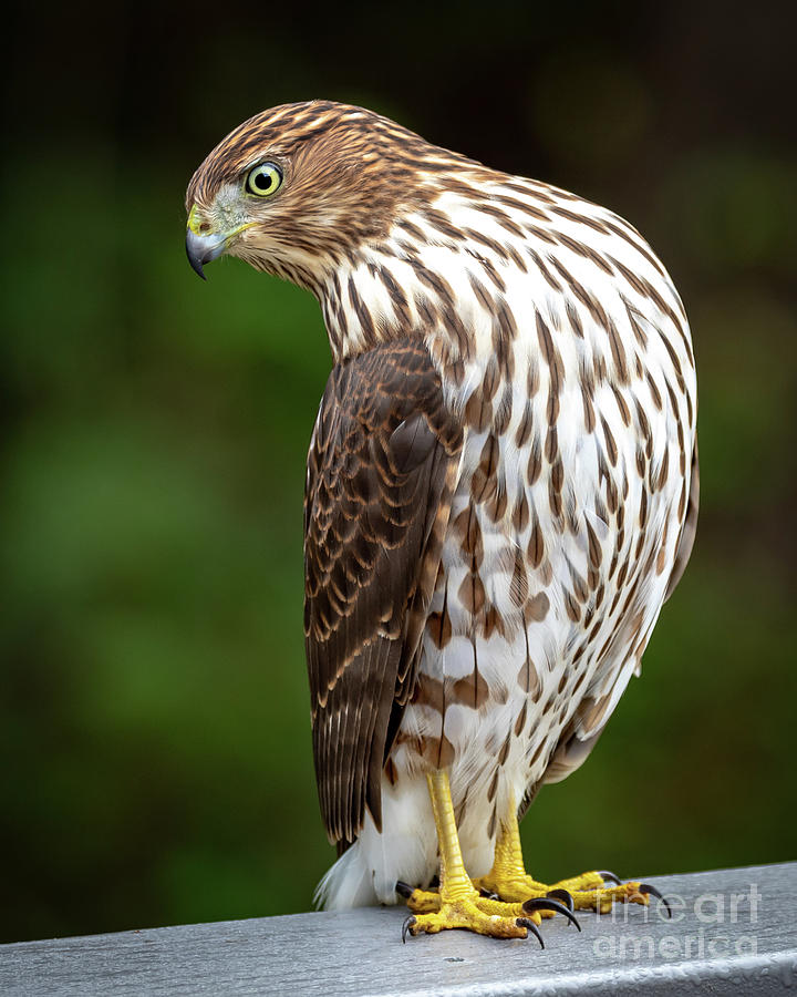 Cooper's Hawk Photograph by Jim Gillen | Fine Art America