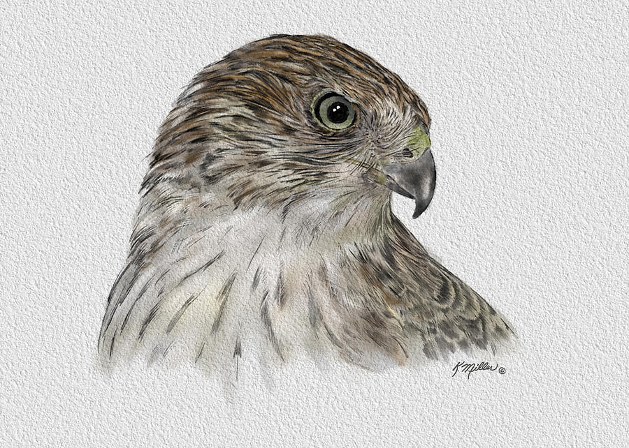 Coopers Hawk Drawing by Kathie Miller