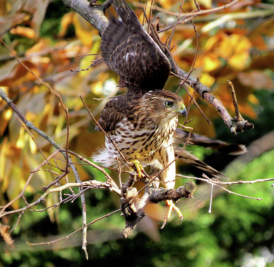 Coopers Hawk on the Hunt Photograph by Linda Stern