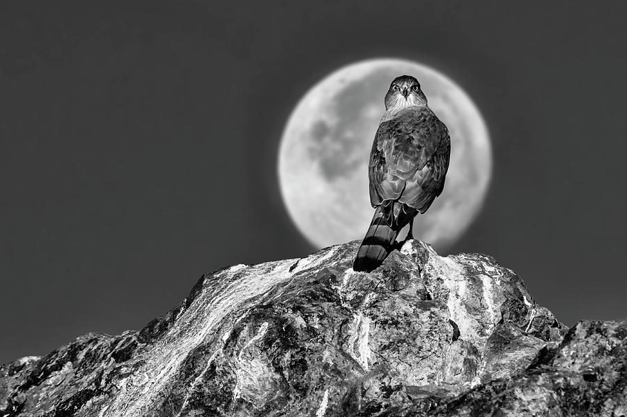 Coopers Hawk with Moon BW Photograph by Rick Mosher