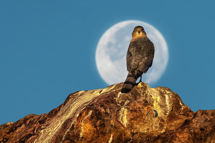 Hawk Photograph - Coopers Hawk with Moon by Rick Mosher