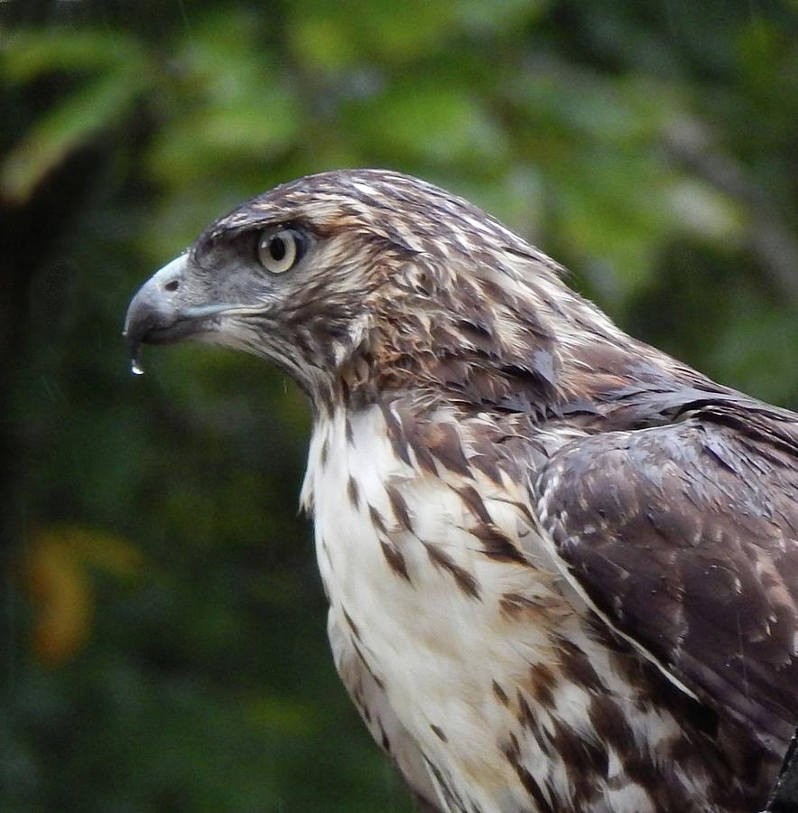 Coopers Hawk with Raindrop Photograph by Karen Stansberry