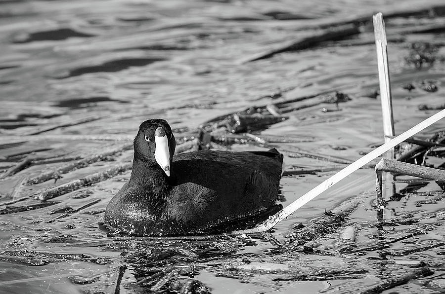 Coot  -  Black and White Photograph by Susan McMenamin
