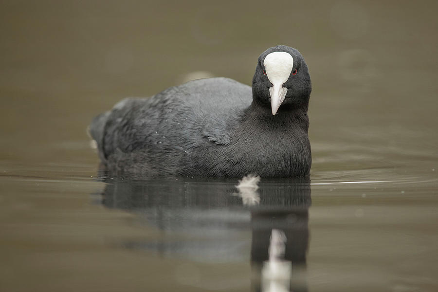 Coot, Fulica. Calm Water Reflection Photograph by Sarah Darnell
