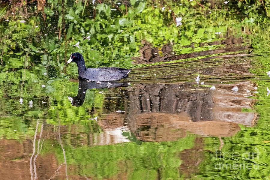 Coot In Green Photograph