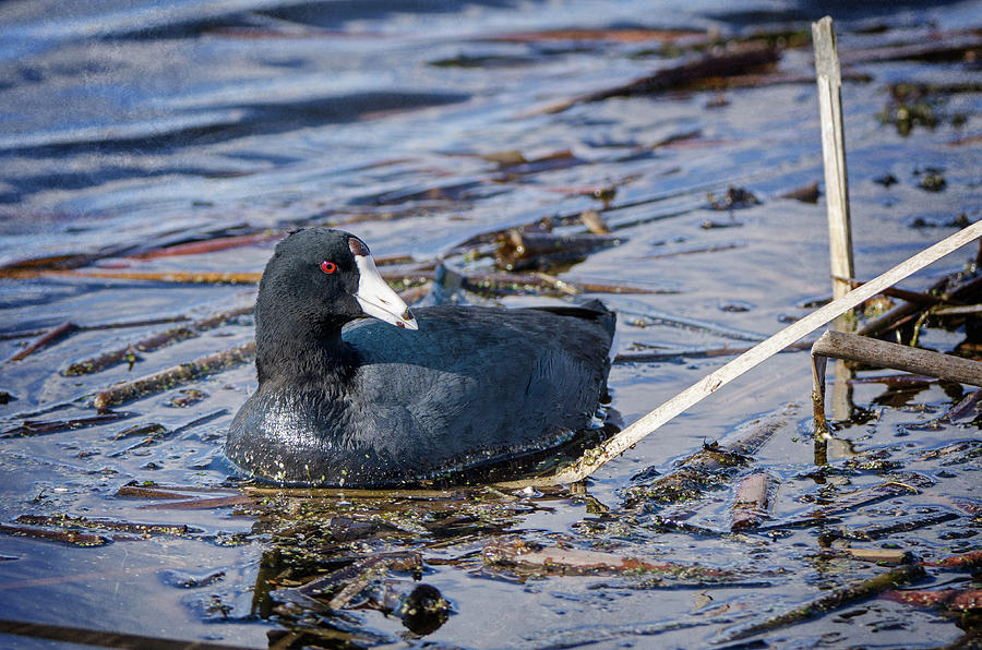 Coot In The Marsh Photograph by Susan McMenamin
