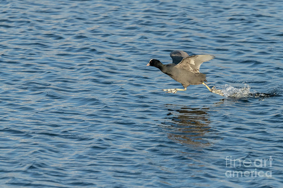 Winter Photograph - Coot Running On Lake Surface To Attack Rival On Lake by Bob Gibbons/science Photo Library