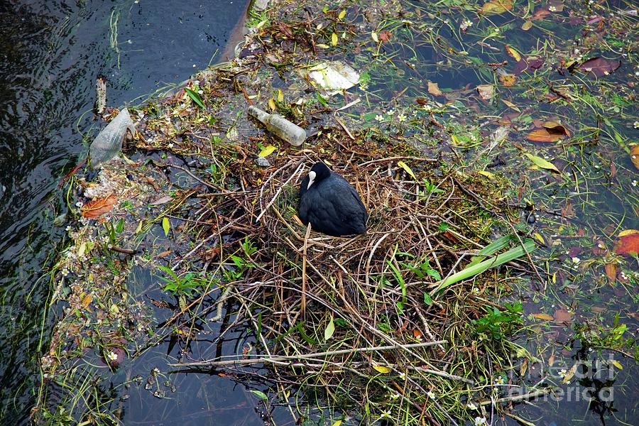 Coot Sitting On A Nest Photograph by Dr Keith Wheeler/science Photo Library