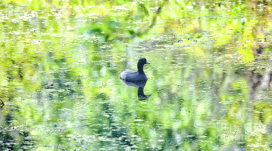 Coot Swimming In A Claude Monet Impressionistic Pond Photograph by Felix Lai