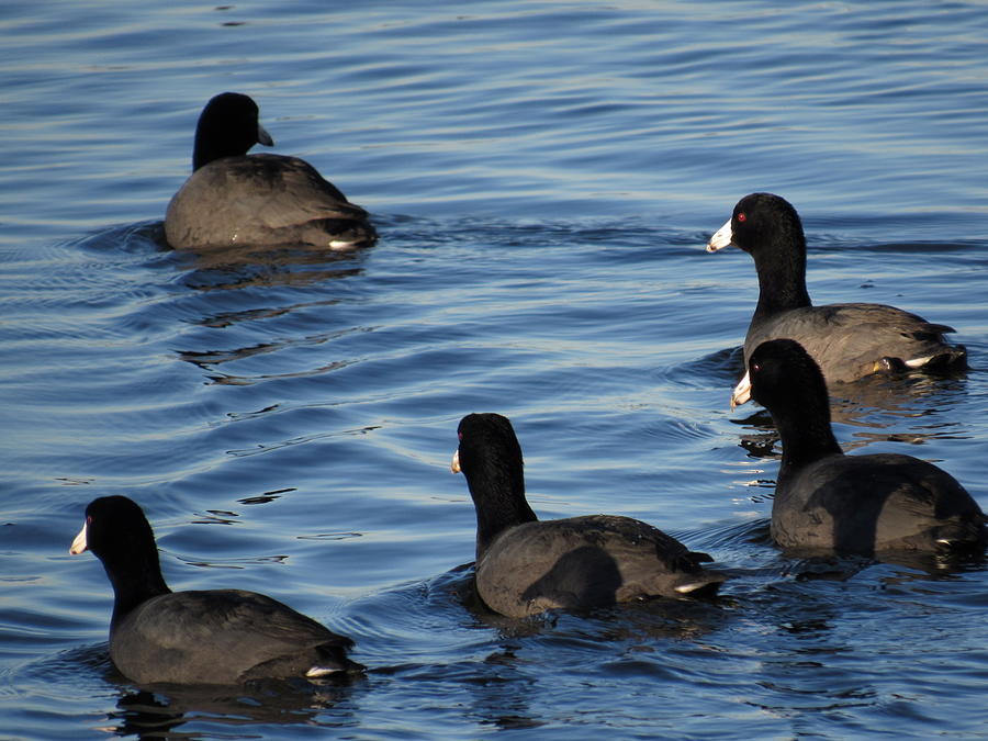Coots Photograph by Adrienne Wilson