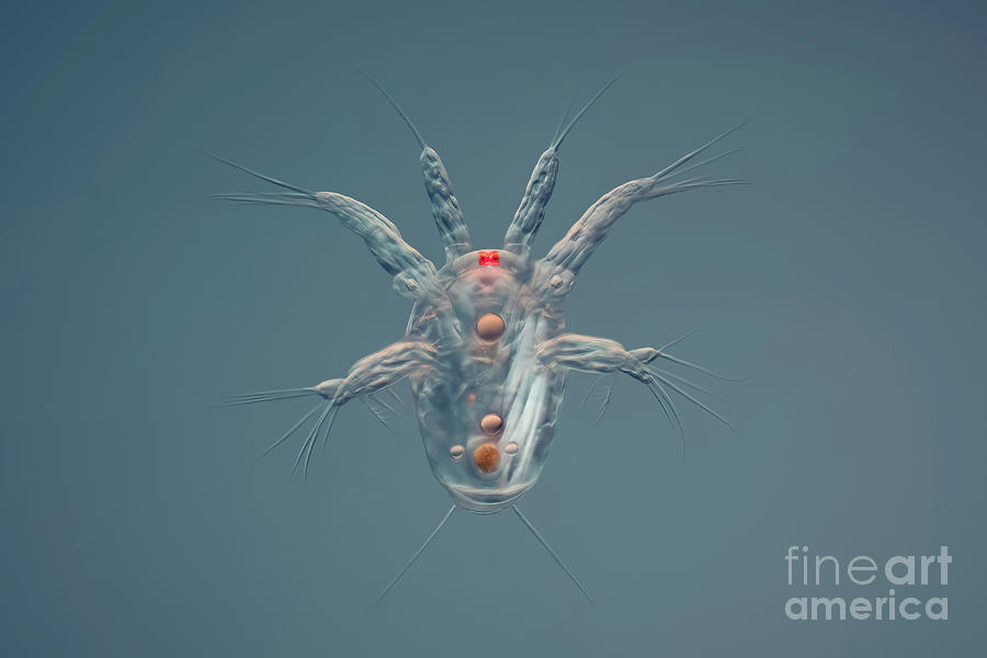 Barnacle Nauplius Larvae