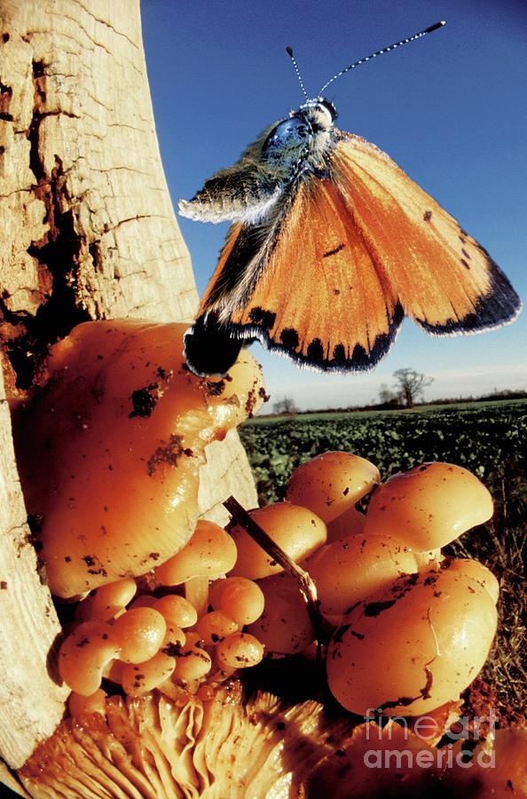 Copper Butterfly Photograph by Science Photo Library - Pixels