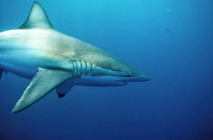 Copper Shark