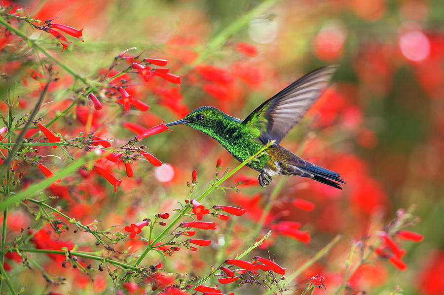 Copper-rumped Hummingbird Feeding, Tobago, West Indies Photograph by ...