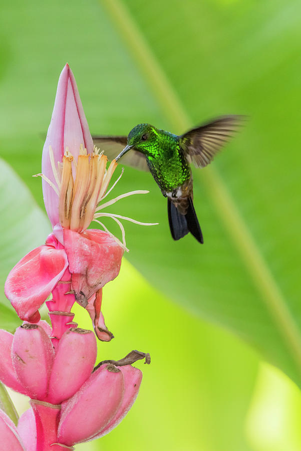 Copper rumped hummingbird feeds on a banana flower Photograph by Rachel Lee Young