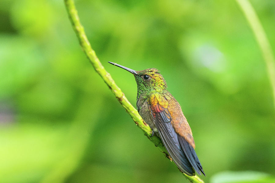 Copper-rumped Hummingbird Photograph by Michael Lustbader