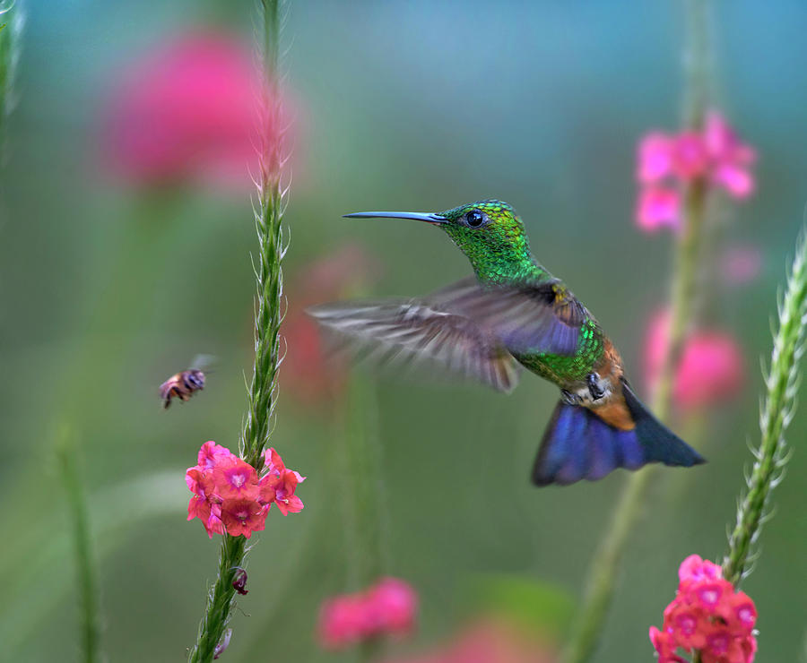 Copper-rumped Hummingbird, Trinidad Photograph by Tim Fitzharris