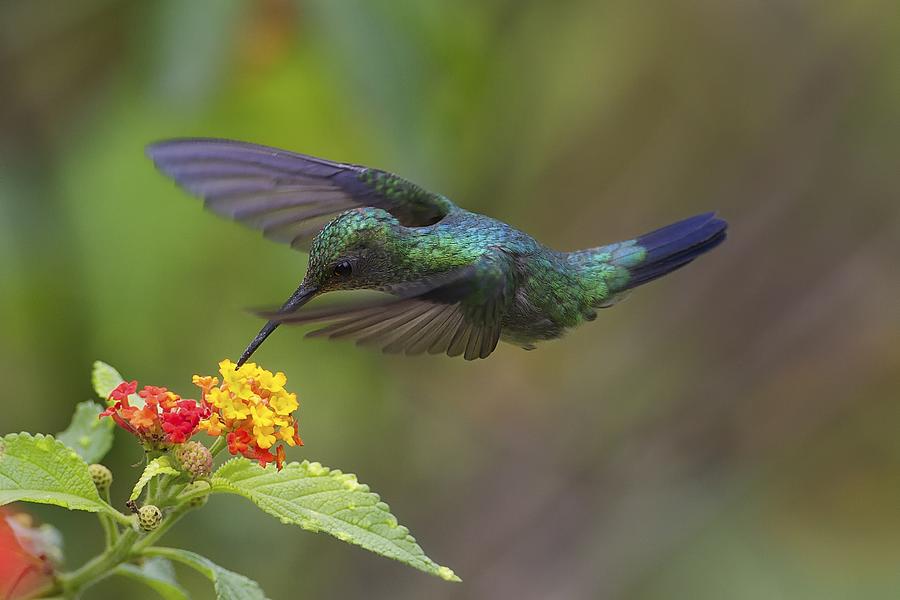 Copper Rumped Photograph by Ray Cooper - Fine Art America