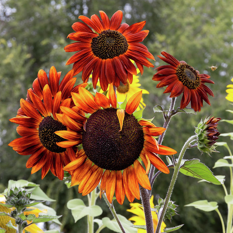 Copper Sunflowers Squared Photograph by Kathleen Bishop | Fine Art America