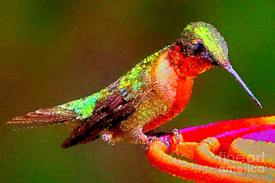 Hummingbird Digital Art - Copper Throat by Gary Holmes