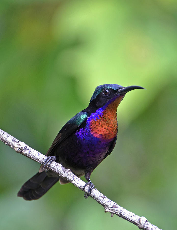 Copper Throated Sunbird Photograph by Andy lyt