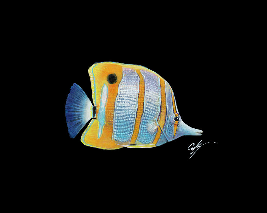 Fish Painting - Copperband Butterfly by Durwood Coffey