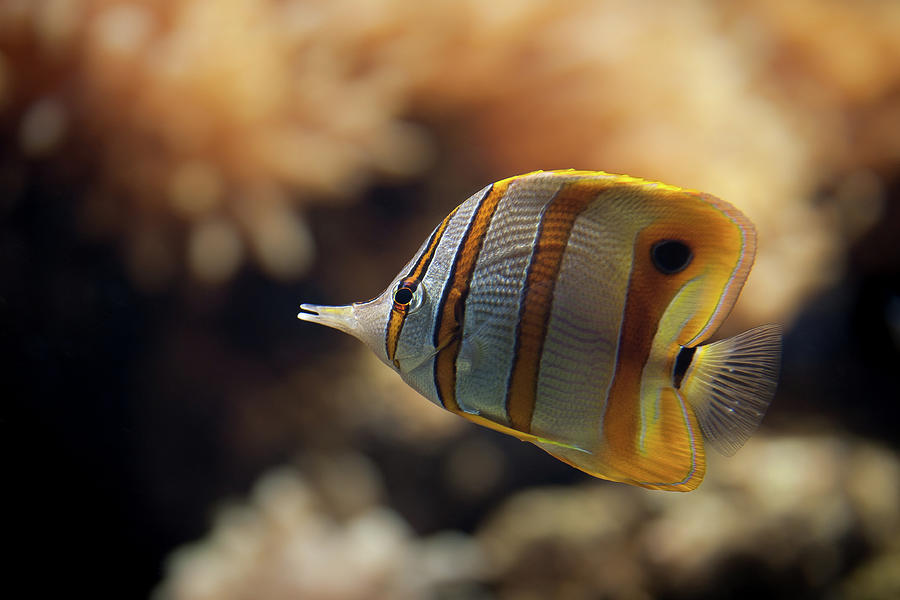 Fish Photograph - Copperband Butterflyfish by Stavros Markopoulos