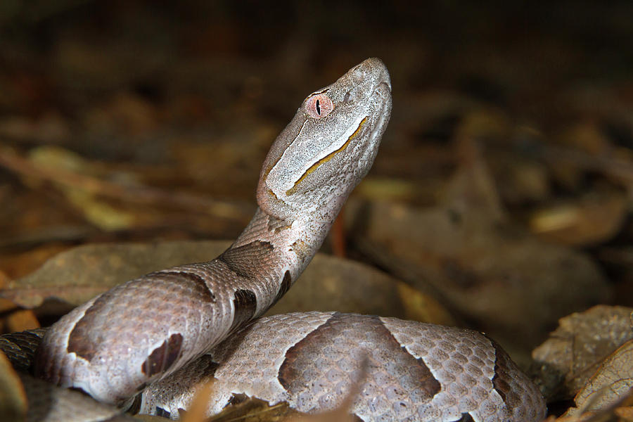 Copperhead Close-up Photograph by Ivan Kuzmin | Fine Art America