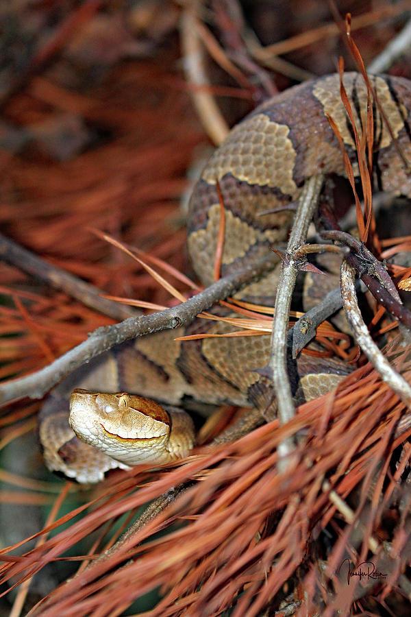 Copperhead In The Pines  Photograph by Jennifer Robin