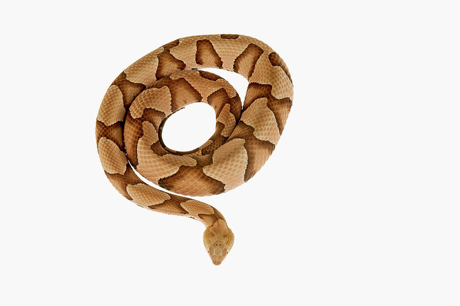 Copperhead Snake Coiled Agkristodon Photograph by Nhpa