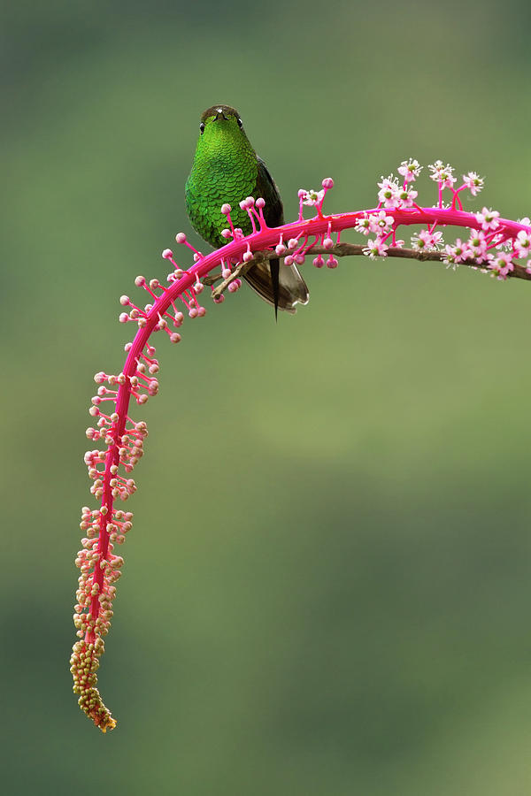 Coppery-headed Emerald Photograph by Christopher Jimenez Nature Photo