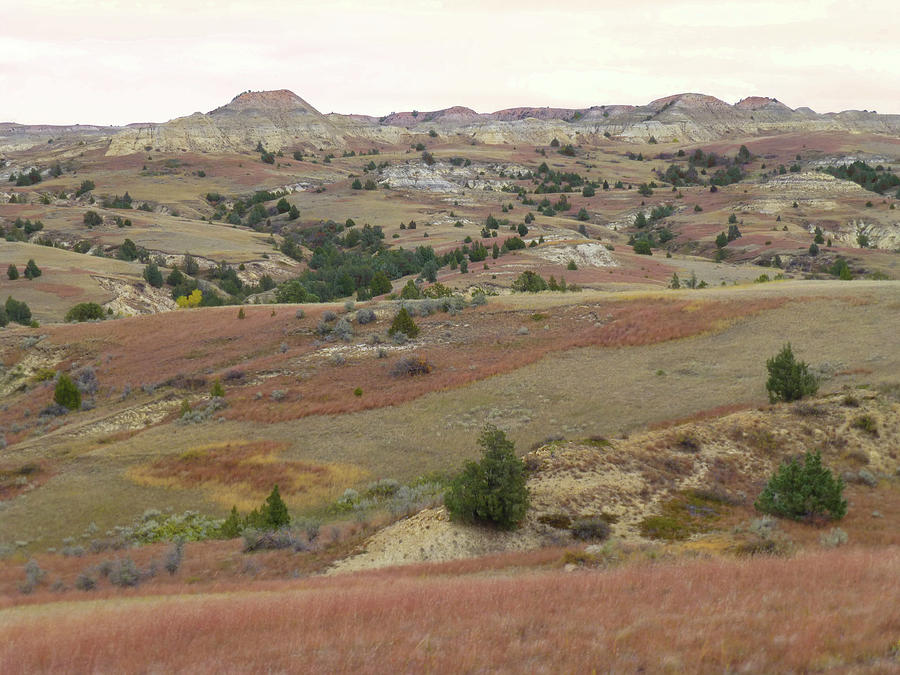 Coppery Hills Reverie Photograph by Cris Fulton