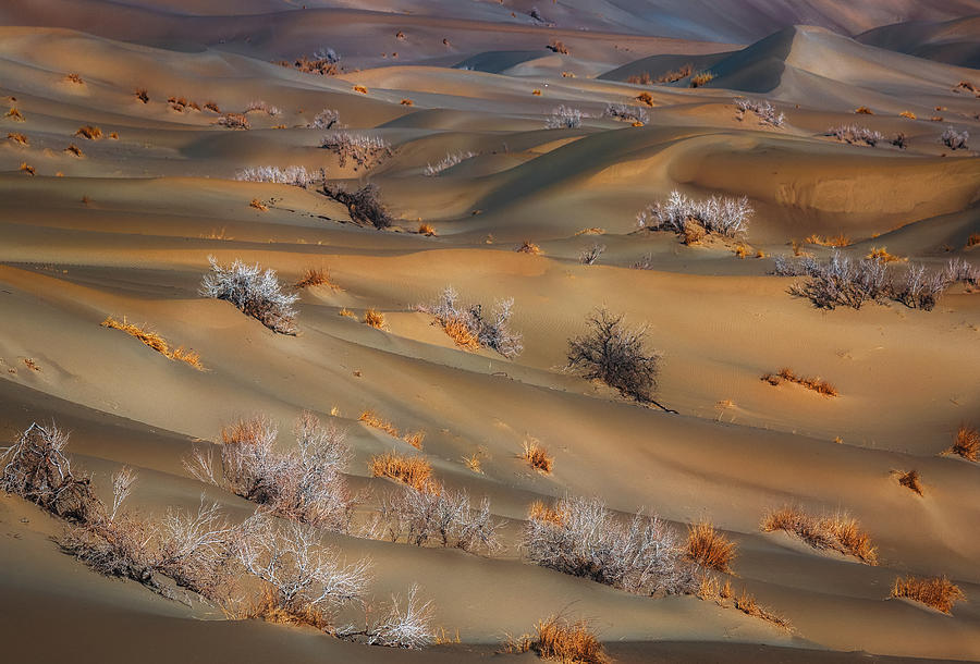 Coppice In Desert Photograph by Babak Mehrafshar (bob)