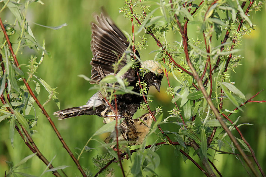 Copulating Bob O Link Birds Photograph by Brook Burling