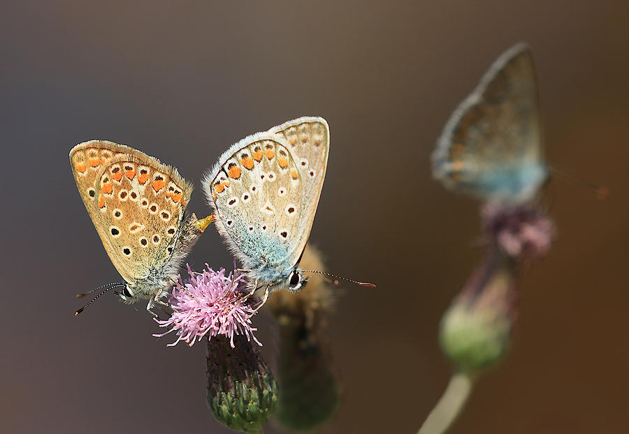 Animal Photograph - Copulation Of Butterflies by Simun Ascic