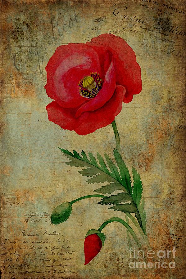 Poppy Painting - Coquelicot by John Edwards