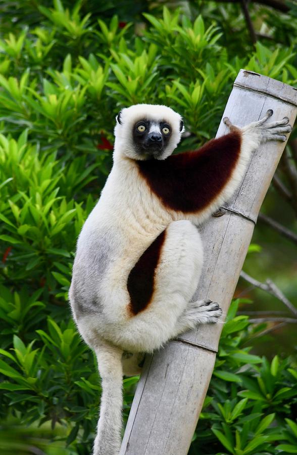 Wildlife Photograph - Coquerels Sifaka Lemur by Richard Bryce and Family