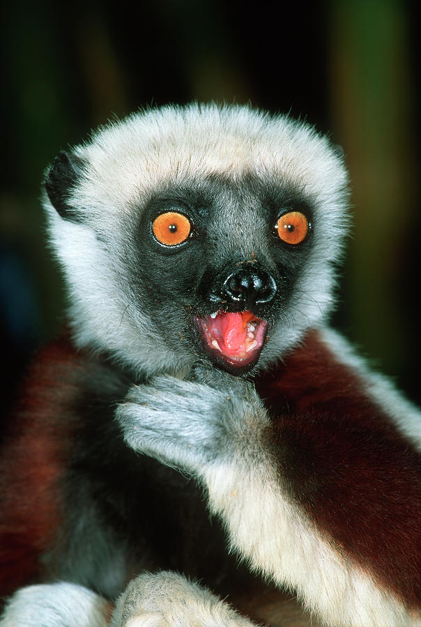 Coquerels Sifaka Propithecus Verreauxi Photograph by Nhpa