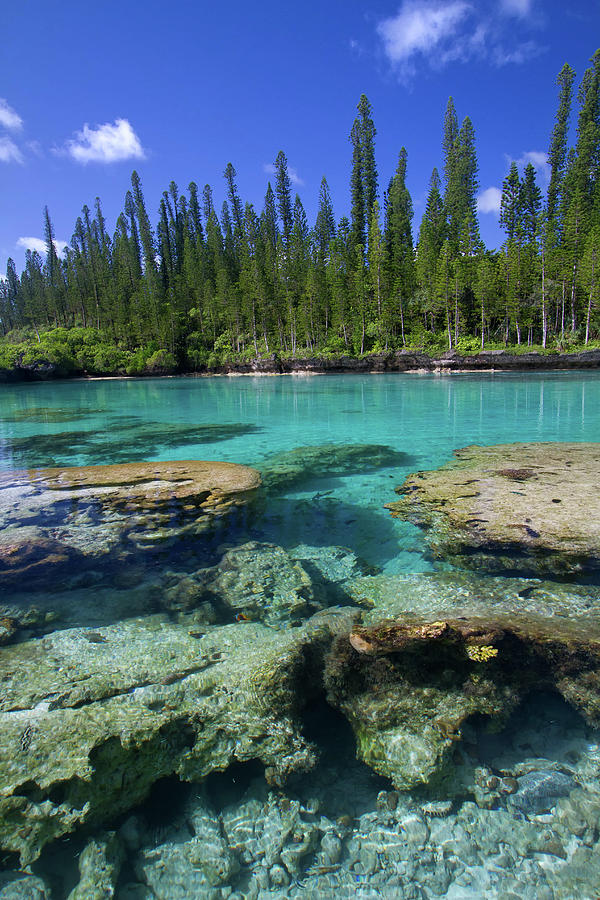 Coral And Crystal Water Photograph by Mako Photo Coral And Crystal Water Photograph by Mako Photo