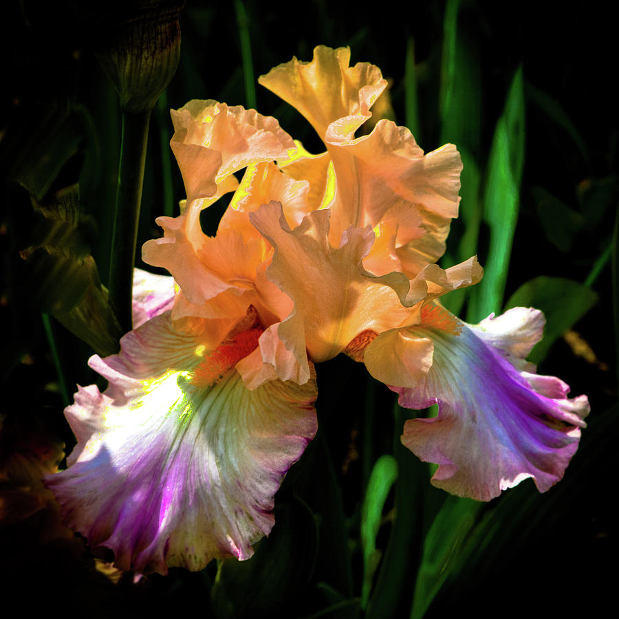 Coral and Purple Iris Photograph by David Patterson