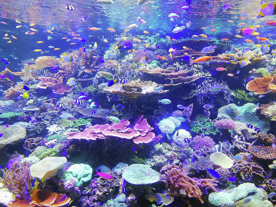 Coral and School of Fish by Carlene Smith Coral and School of Fish by Carlene Smith