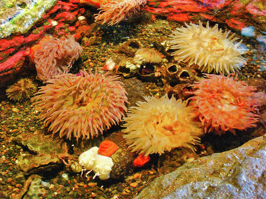 Coral at Seattle Aquarium Photograph by Segura Shaw Photography