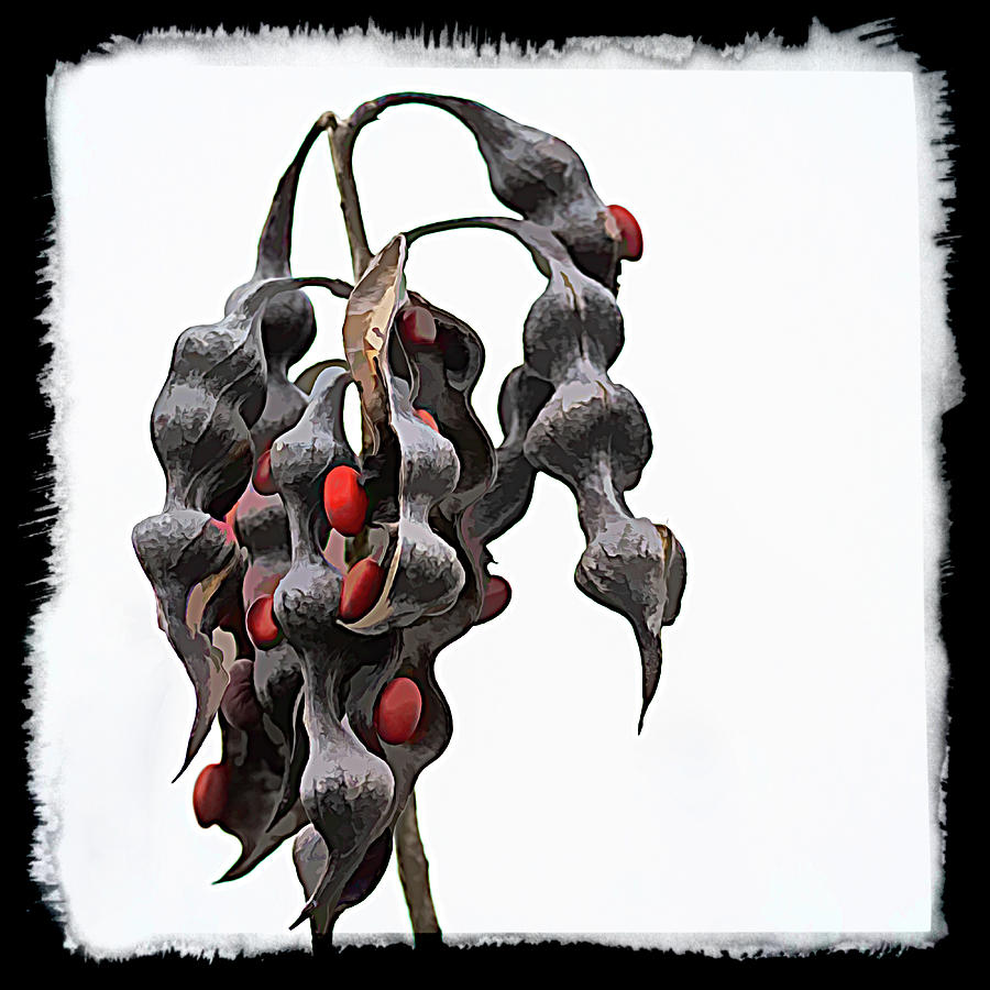 Coral Bean Pods and Red Seeds Digital Art Photography Photograph by Debra Martz