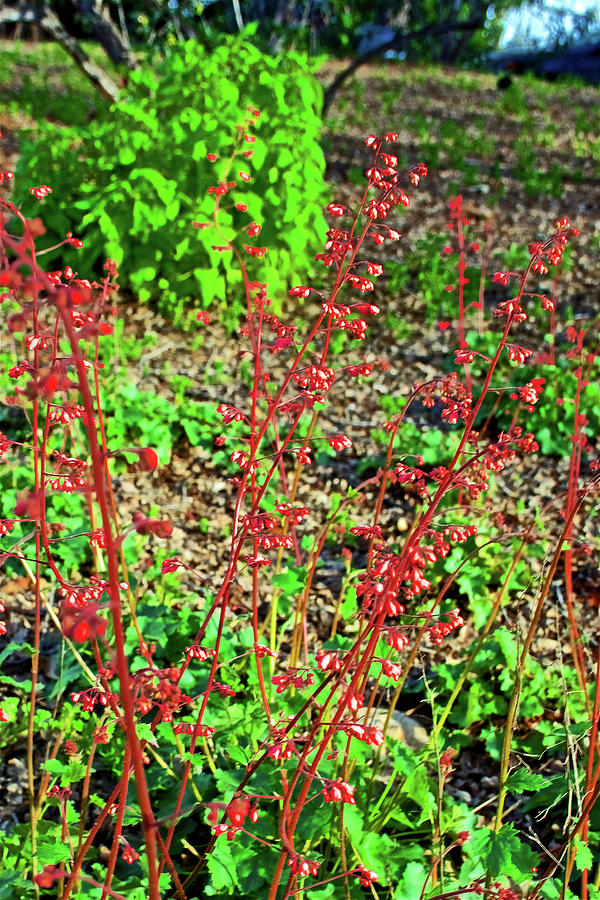 Coral Bells in Rancho Santa Ana Botanic Garden in Claremont-California  Photograph by Ruth Hager