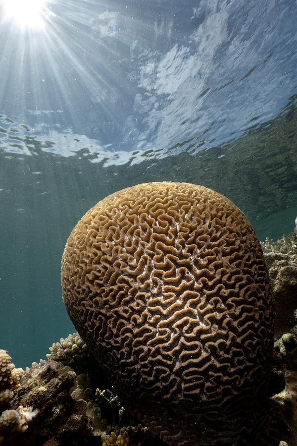 Coral Brain Photograph by Serge Melesan