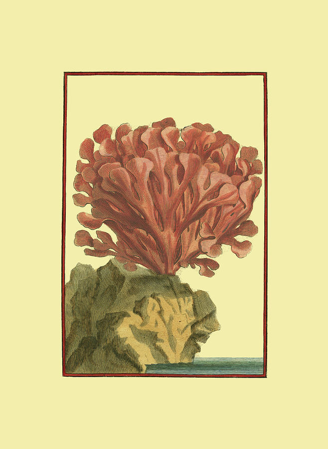 Animal Nature Painting - Coral By The Sea Iv by Vision Studio