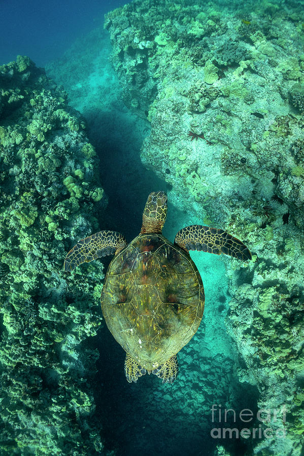 Turtle Photograph - Coral Canyons by Aaron Whittemore