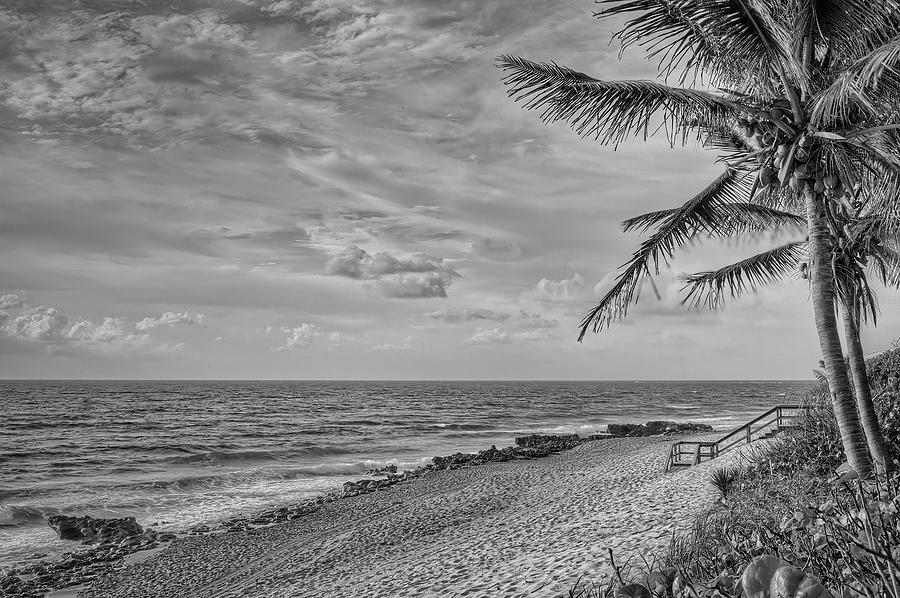 Coral Cove Palms Photograph by Steve DaPonte